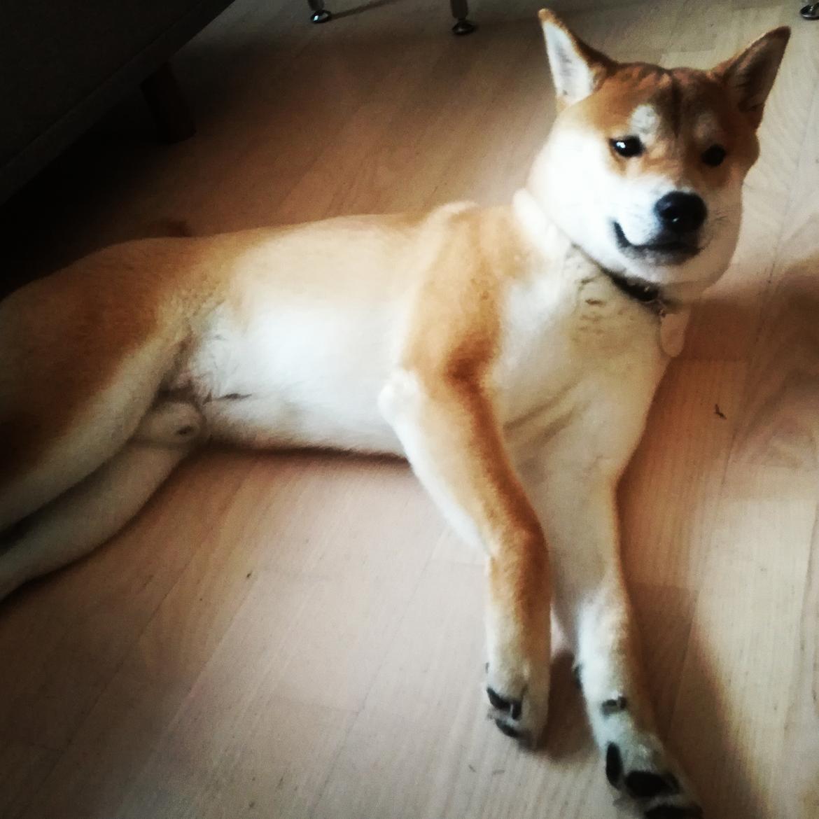 Shiba Jake billede 6