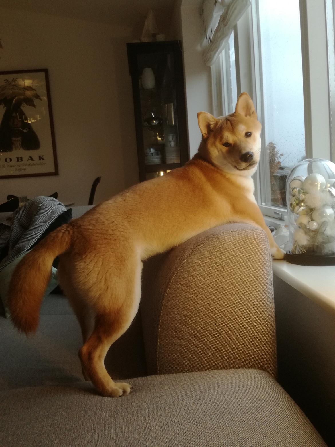 Shiba Jake billede 7