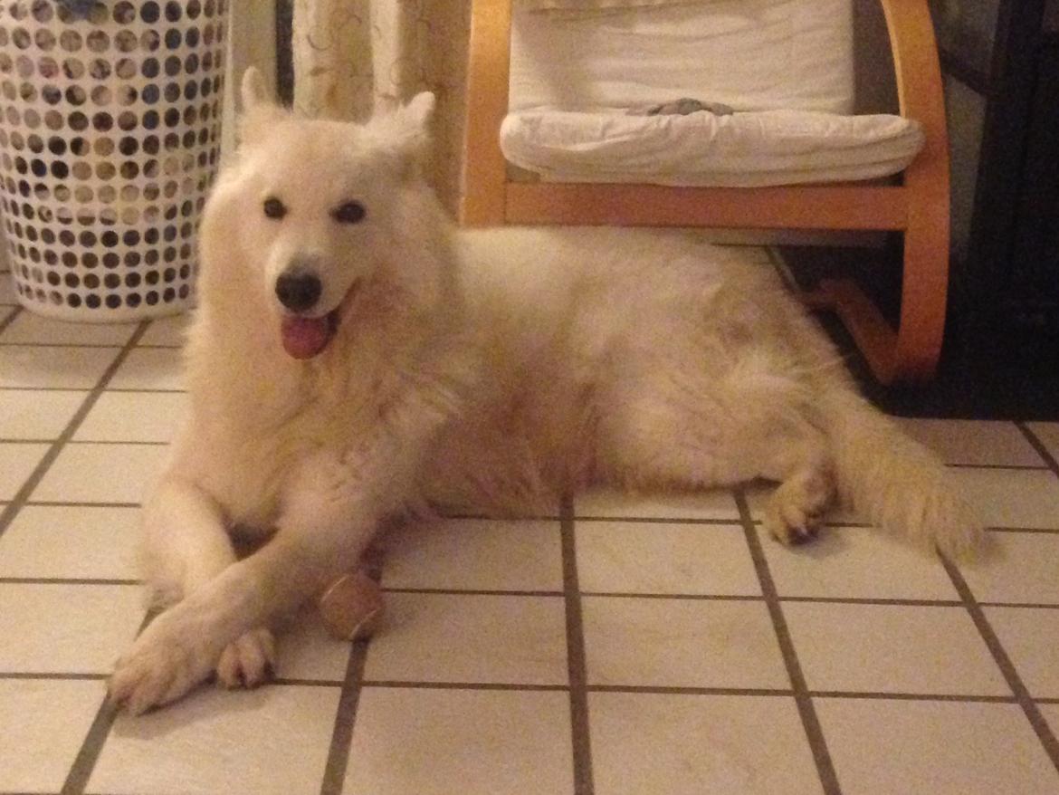 Hvid Schweizisk Hyrdehund Quatro billede 7