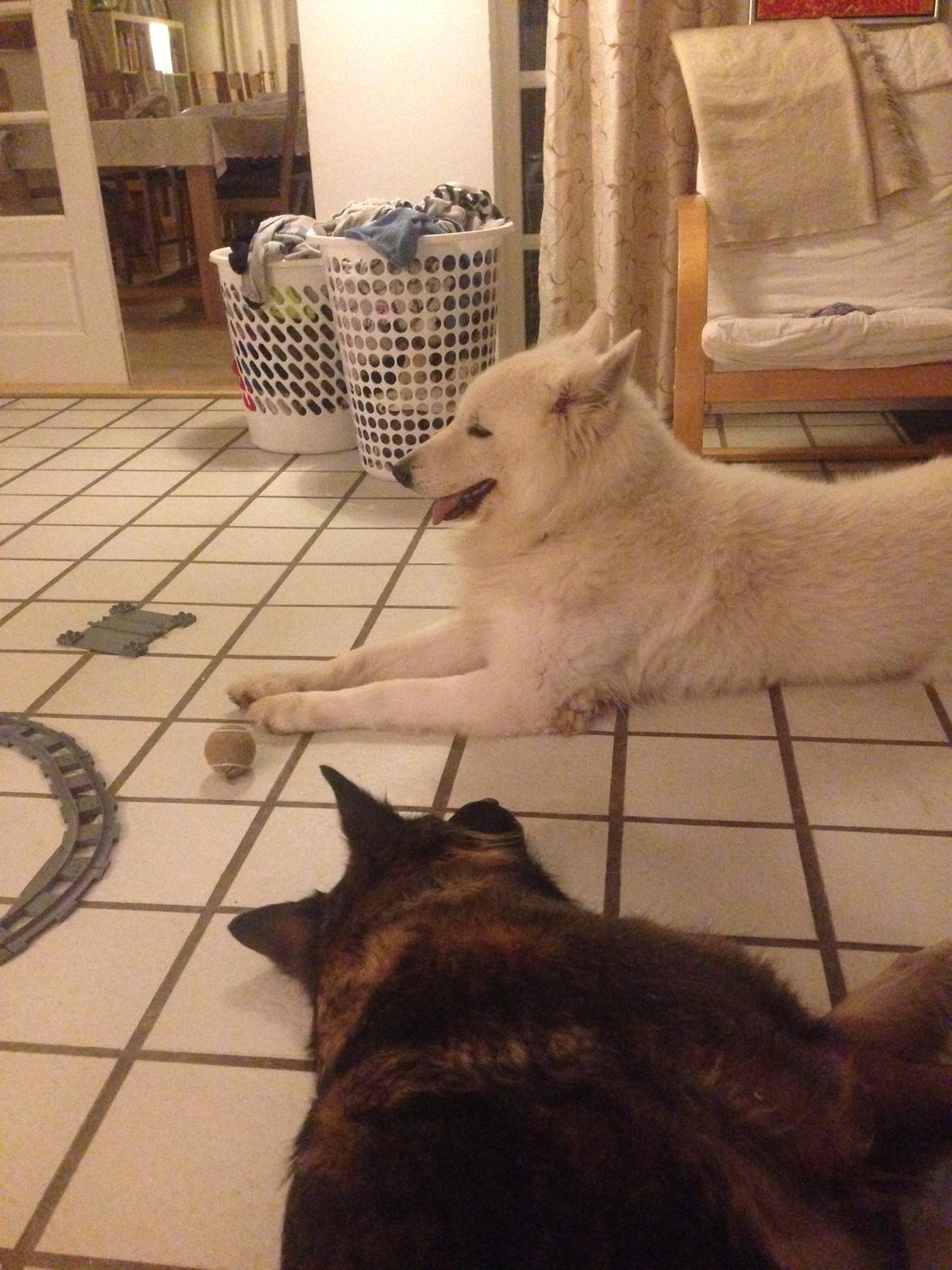 Hvid Schweizisk Hyrdehund Quatro billede 8