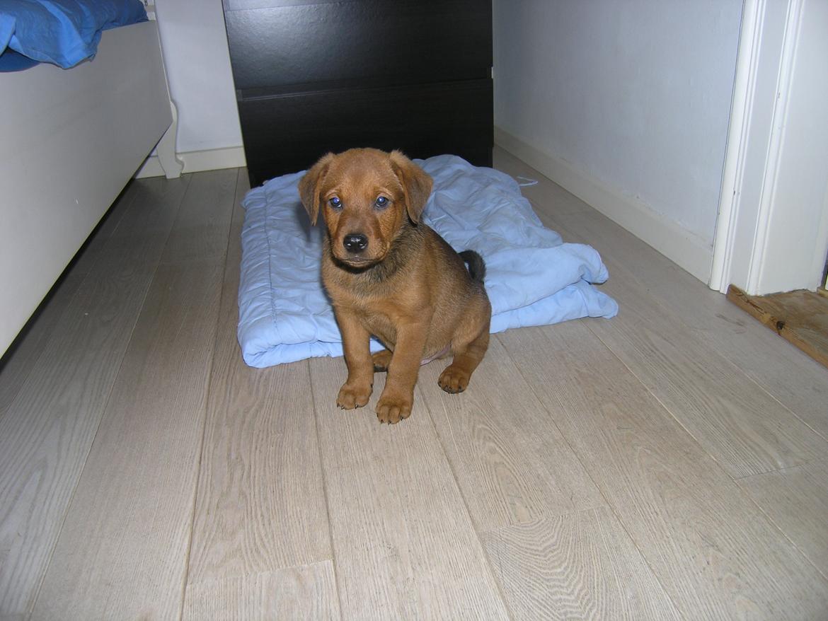 Blanding af racer Kato billede 2