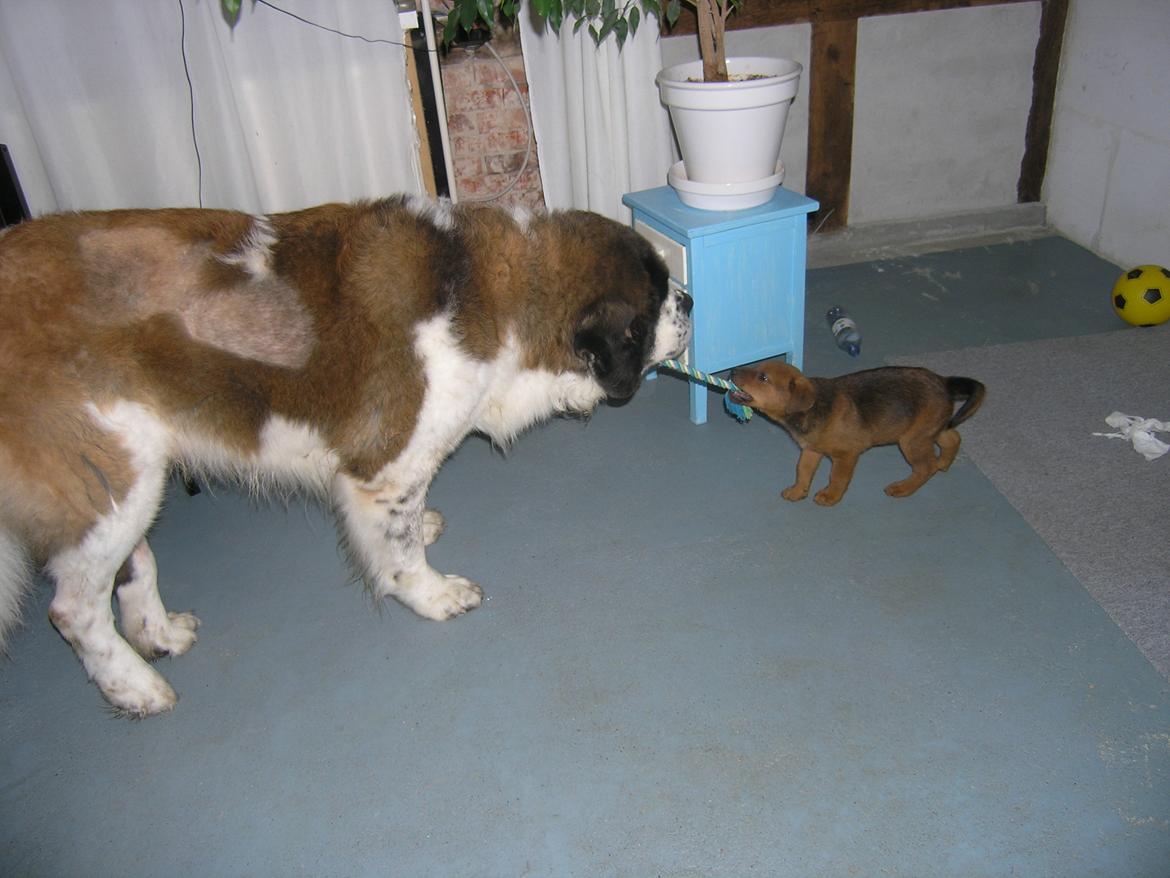 Blanding af racer Kato billede 3