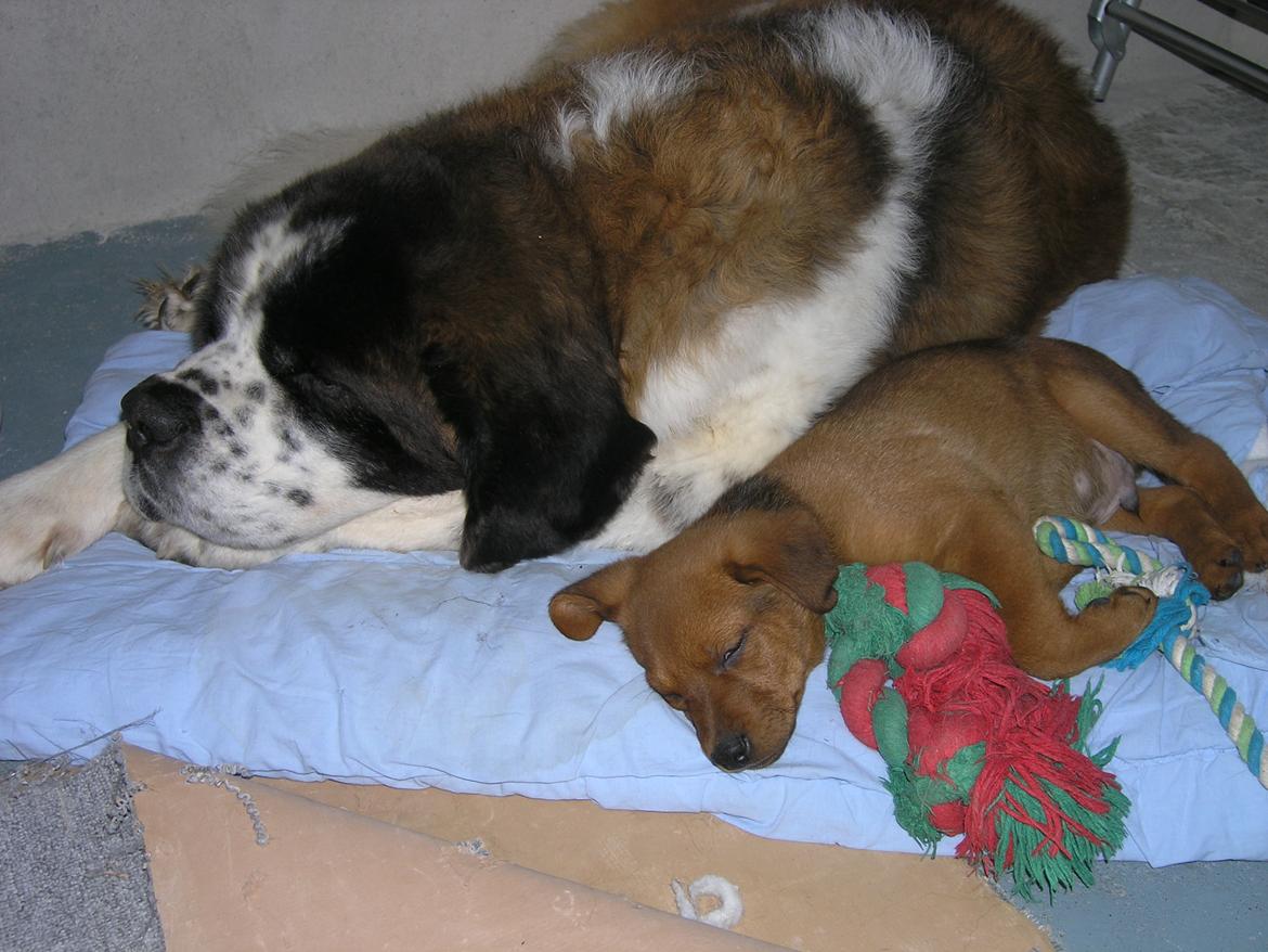 Blanding af racer Kato billede 4