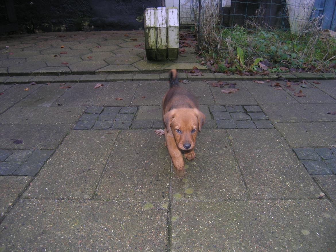 Blanding af racer Kato billede 5