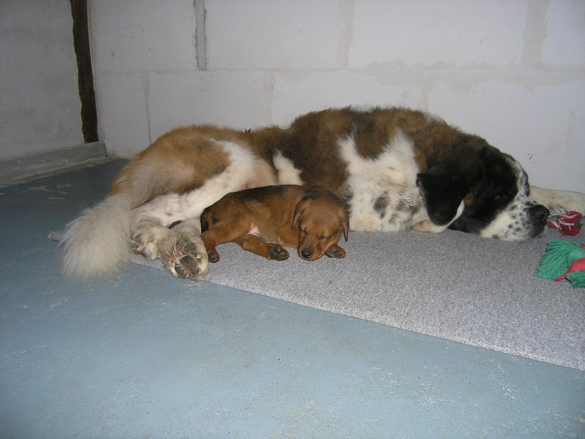 Blanding af racer Kato billede 6