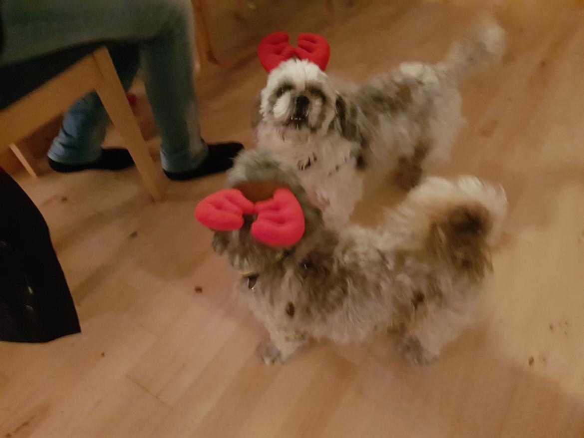 Shih tzu Nelson aka Niels billede 1