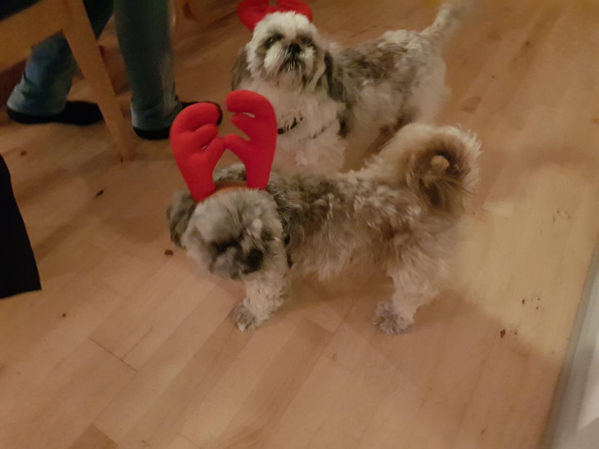 Shih tzu Nelson aka Niels billede 2