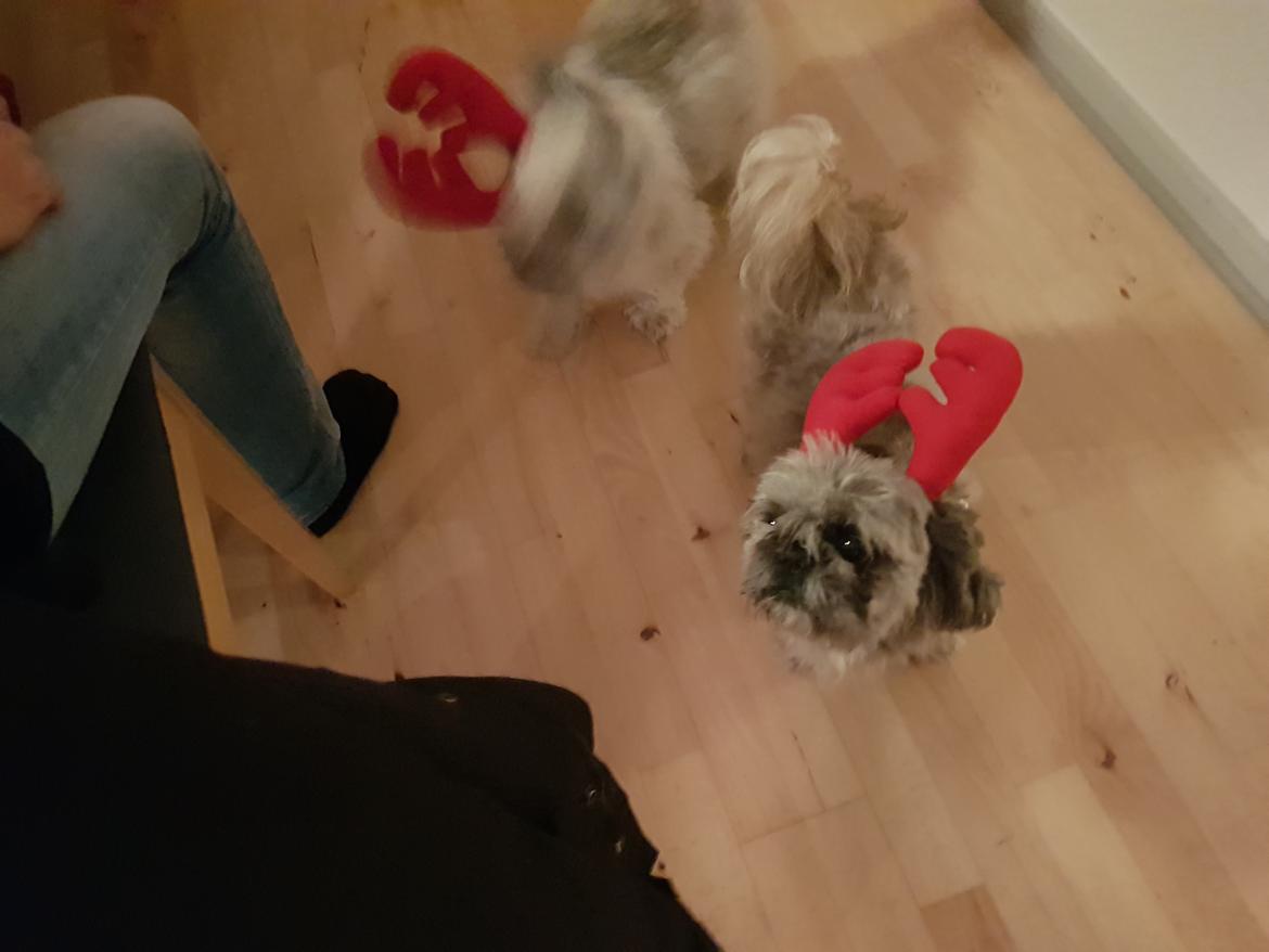 Shih tzu Nelson aka Niels billede 3