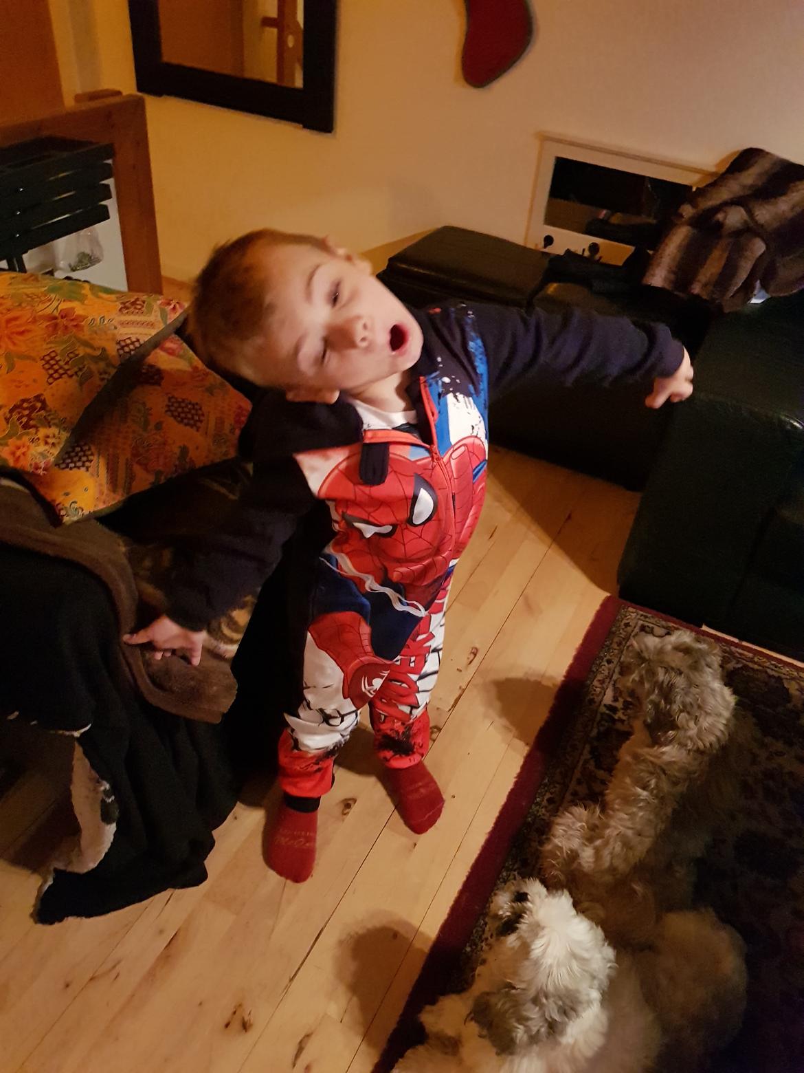 Shih tzu Nelson aka Niels billede 4