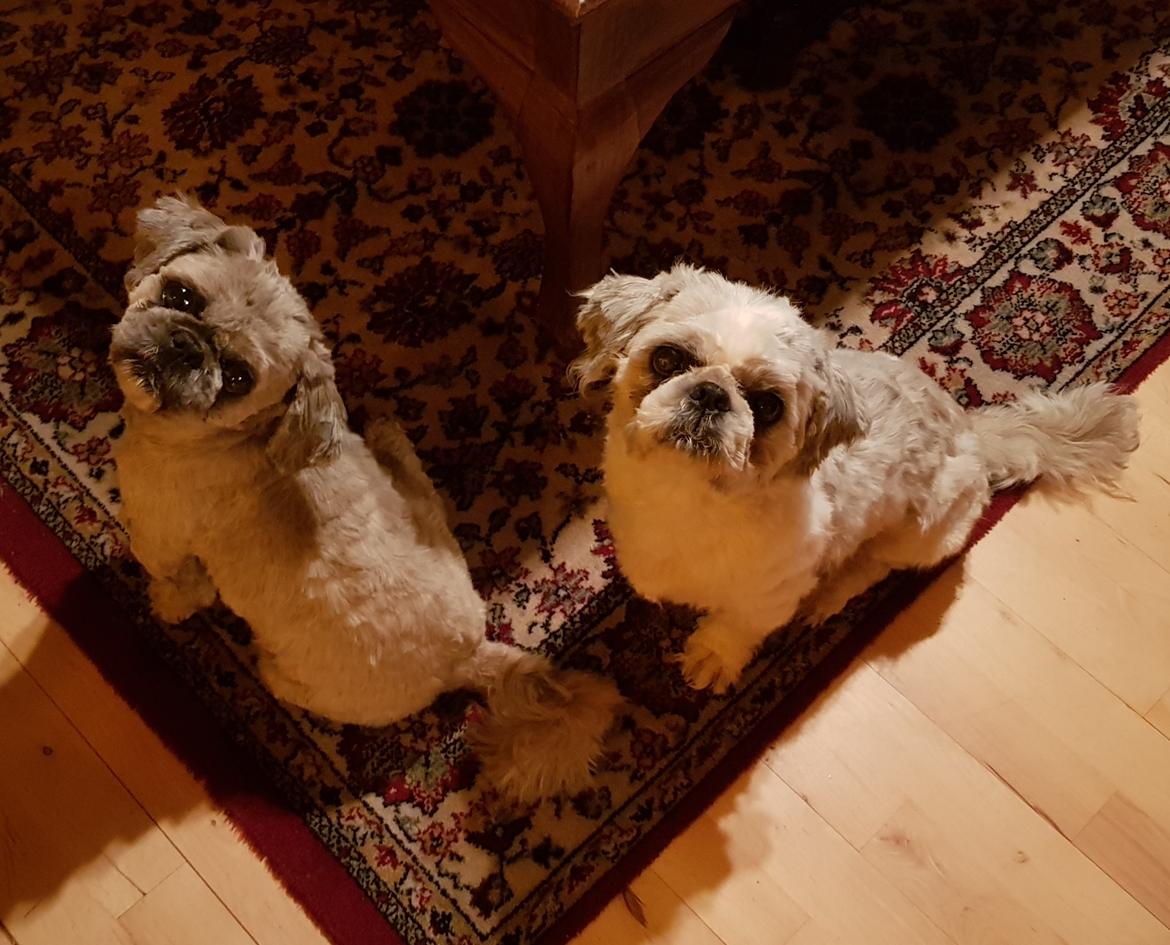 Shih tzu Nelson aka Niels billede 5