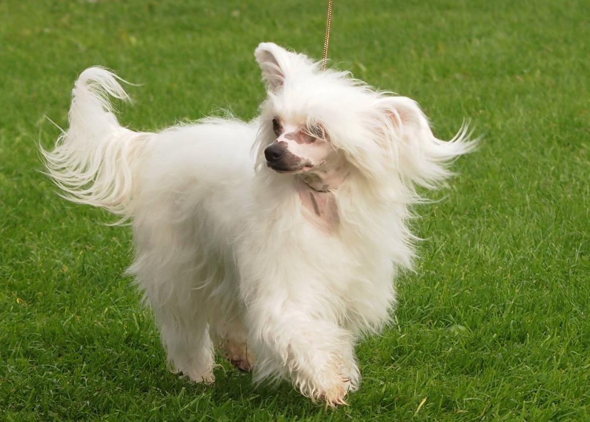 Chinese crested powder puff Divaen på bryggen Billeder af hunde