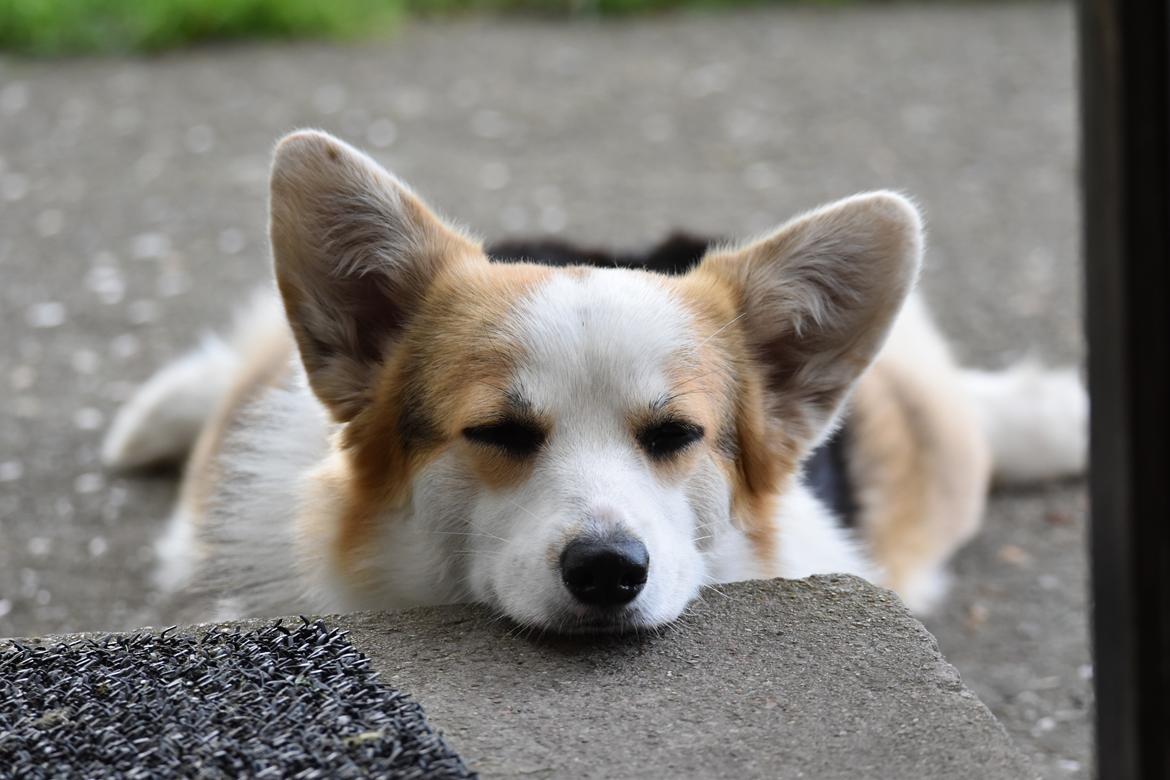Welsh corgi pembroke Dina billede 1