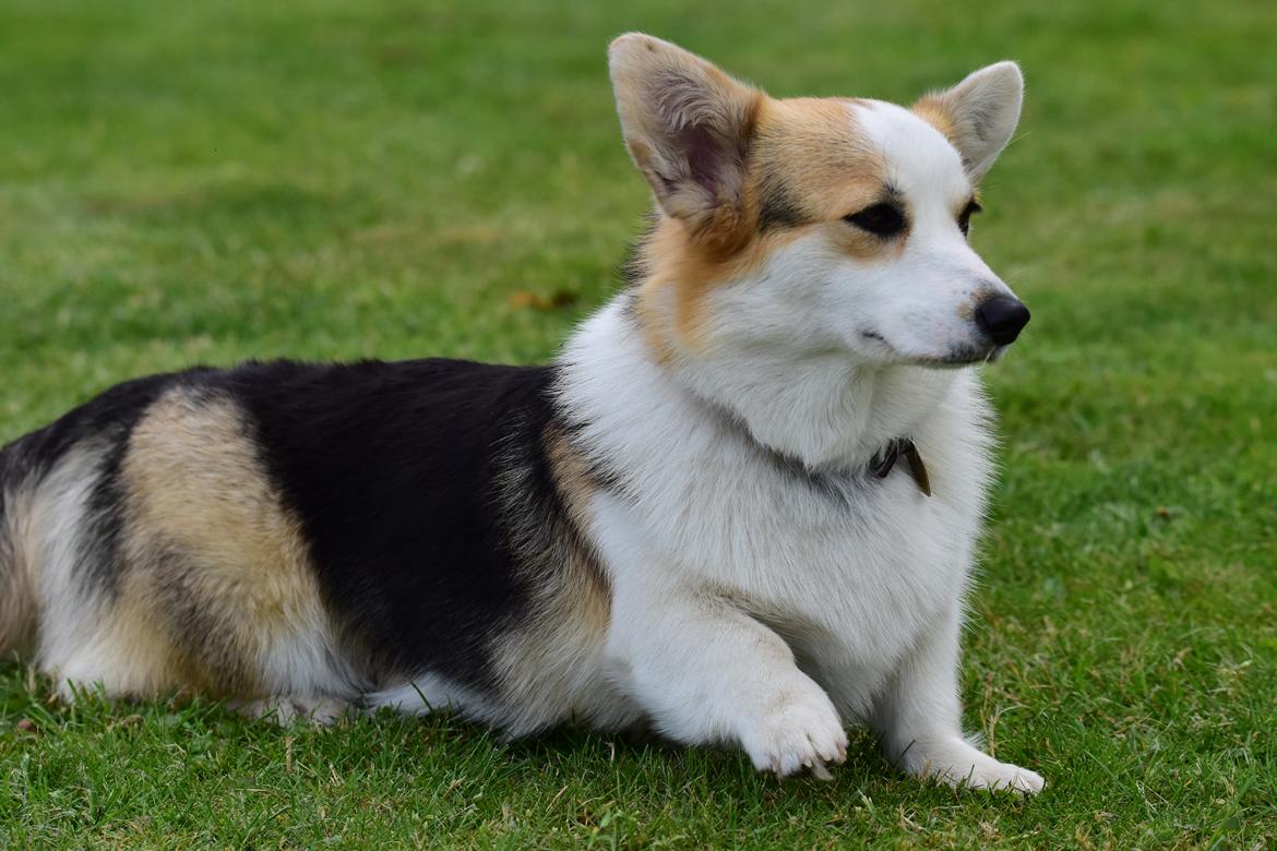 Welsh corgi pembroke Dina billede 2