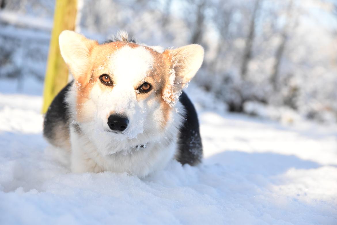 Welsh corgi pembroke Dina billede 3
