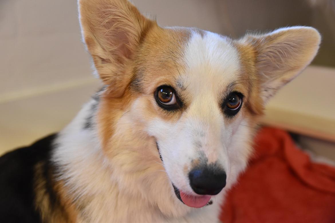 Welsh corgi pembroke Dina billede 4