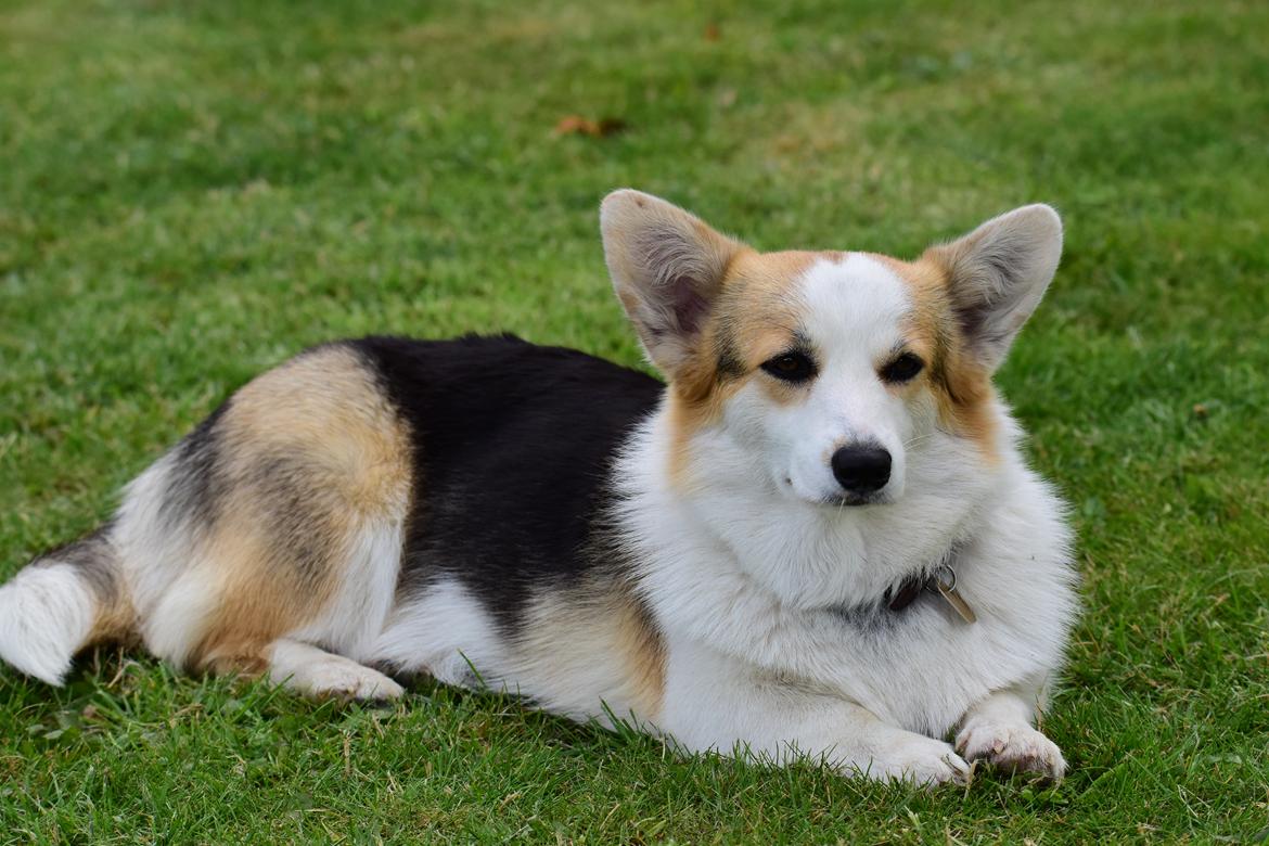 Welsh corgi pembroke Dina billede 5
