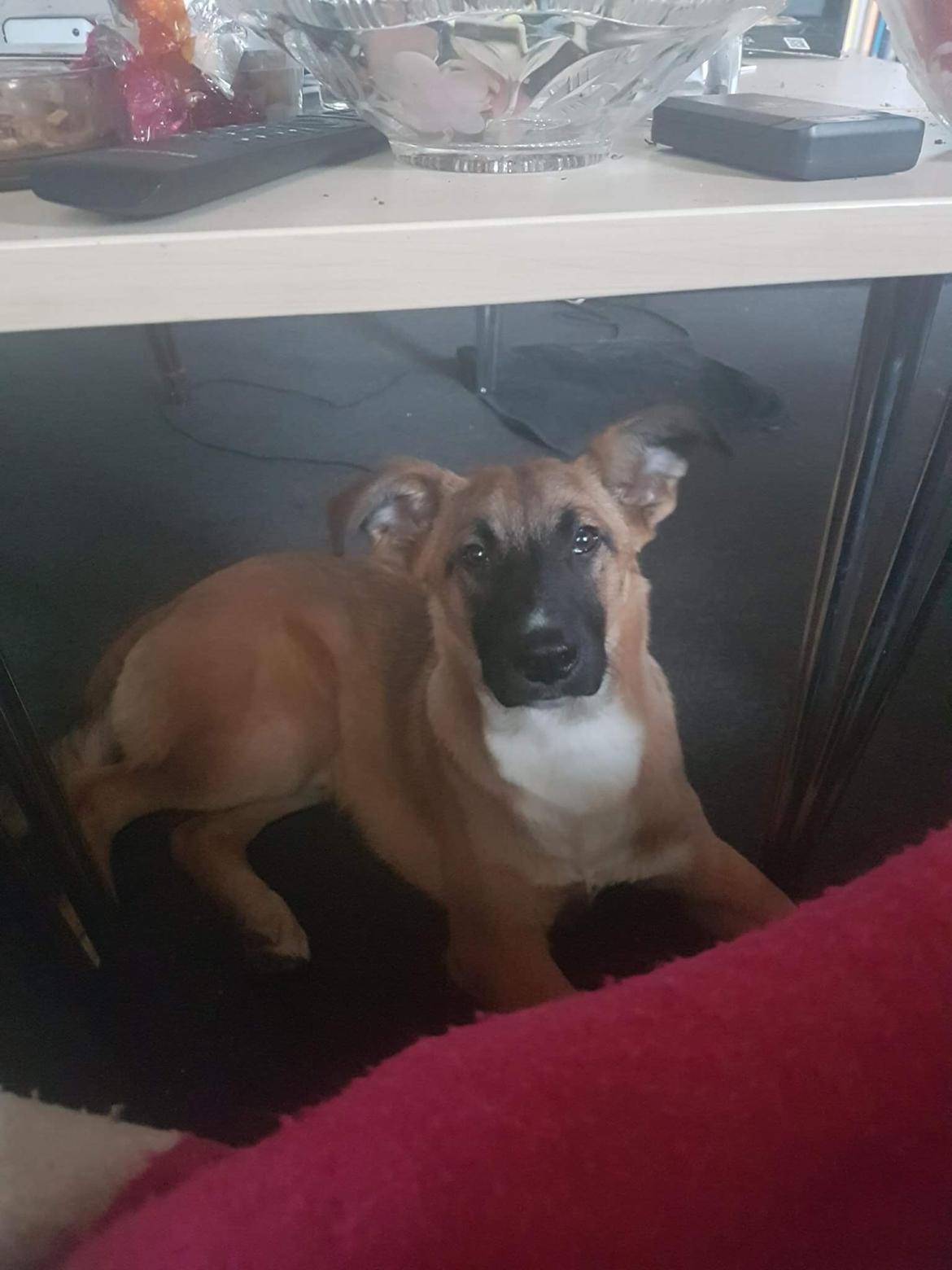 Blanding af racer Milo billede 1