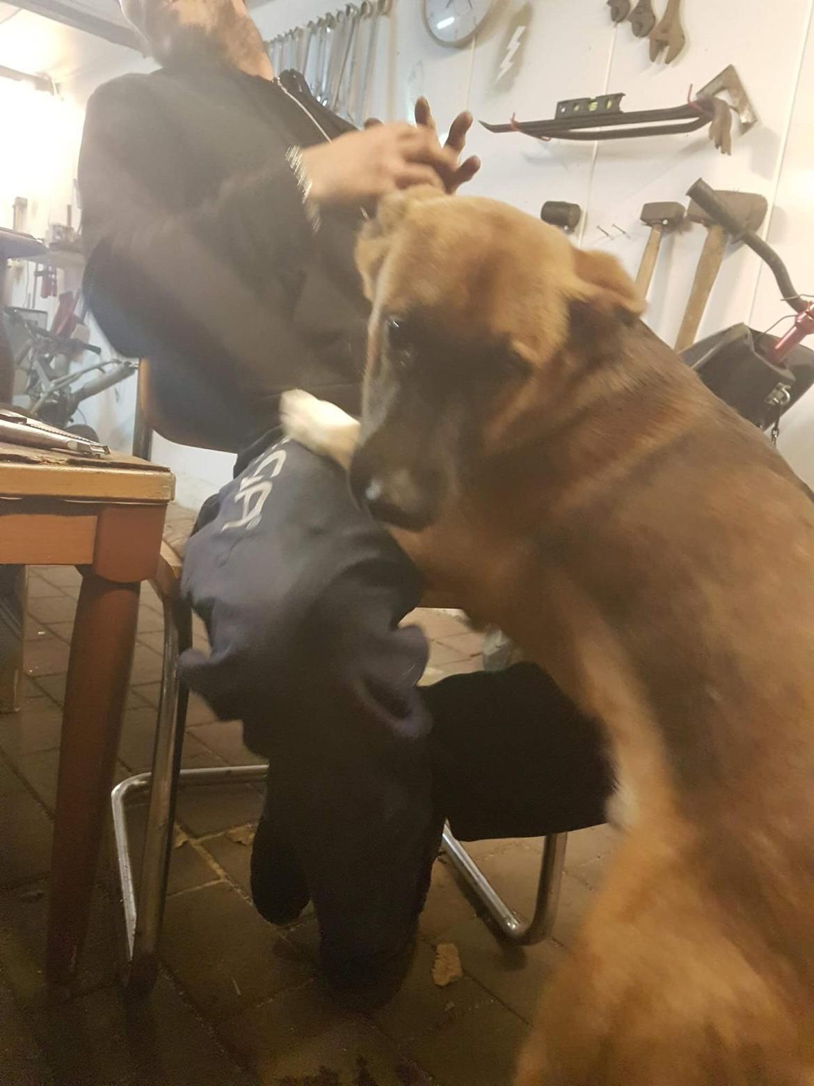 Blanding af racer Milo billede 4