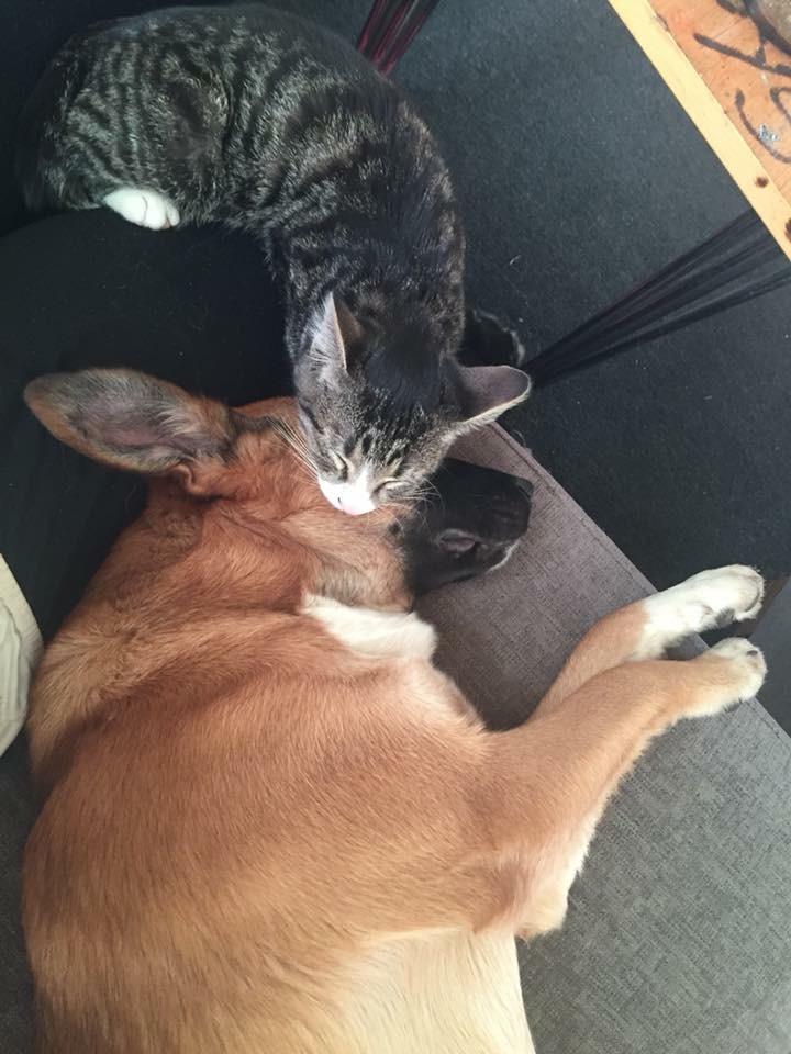 Blanding af racer Milo billede 2