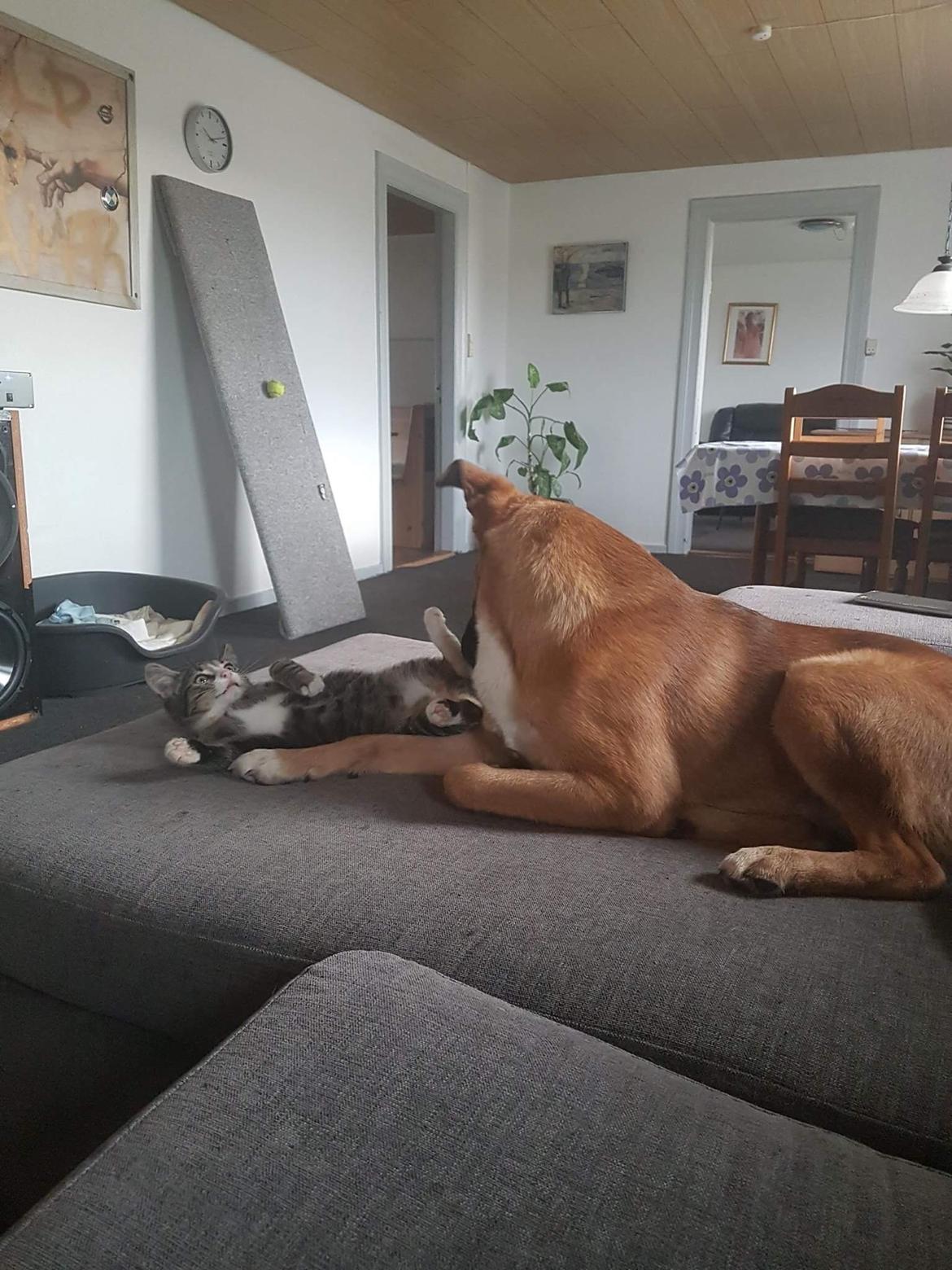 Blanding af racer Milo billede 5