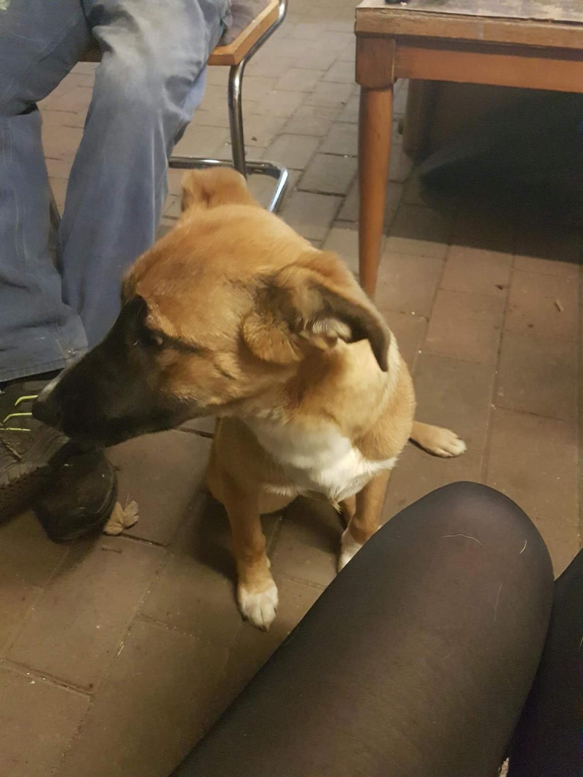 Blanding af racer Milo billede 6