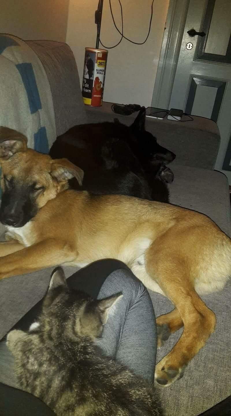 Blanding af racer Flisa billede 7