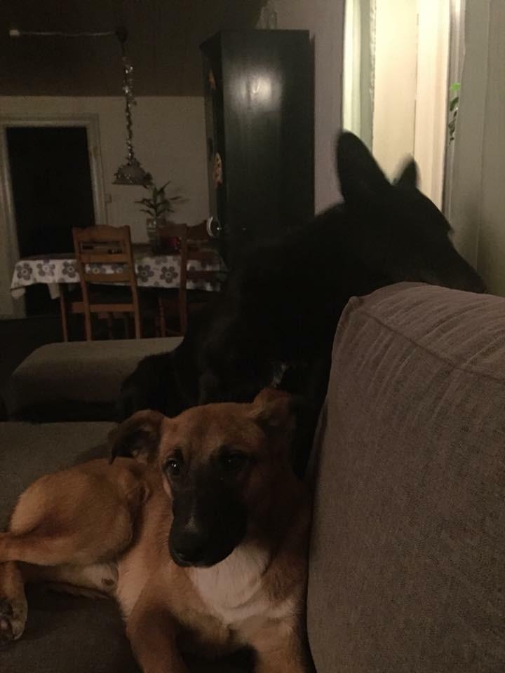 Blanding af racer Flisa billede 8