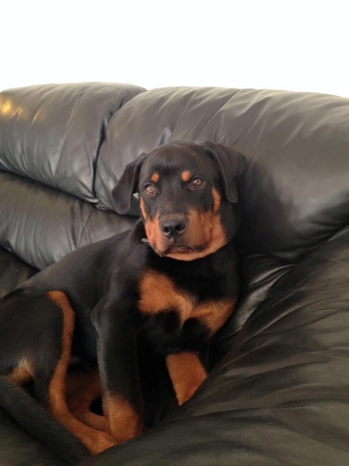 Rottweiler aslan  billede 1