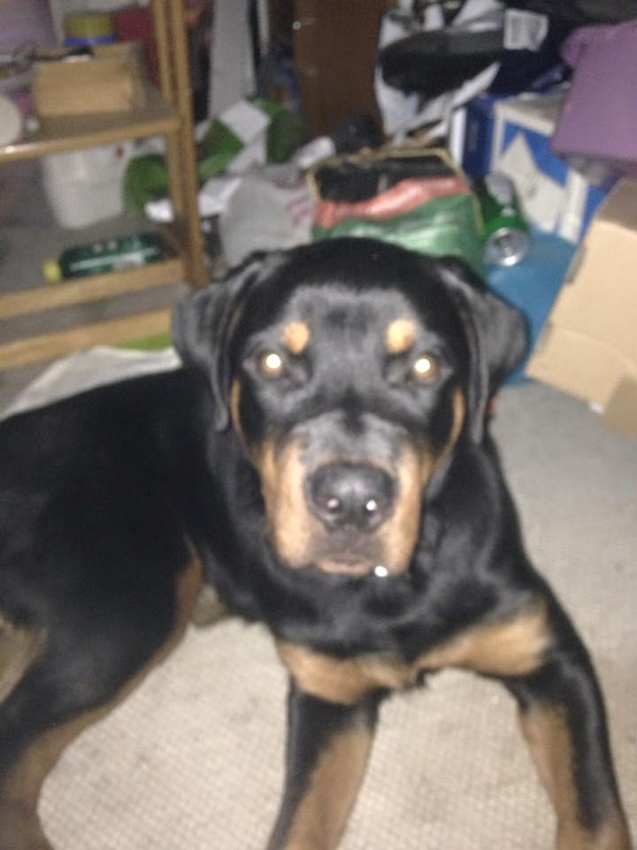 Rottweiler aslan  billede 2