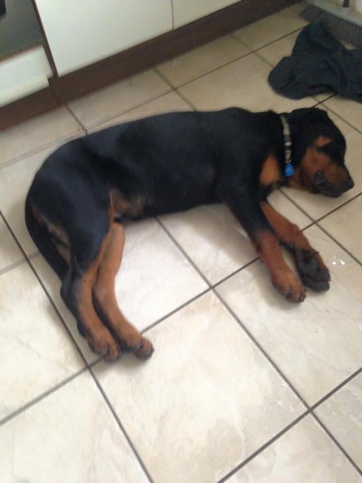 Rottweiler aslan  billede 3