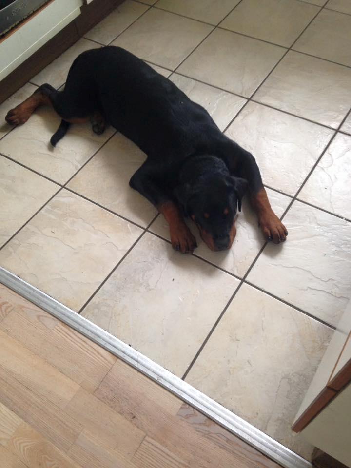 Rottweiler aslan  billede 4