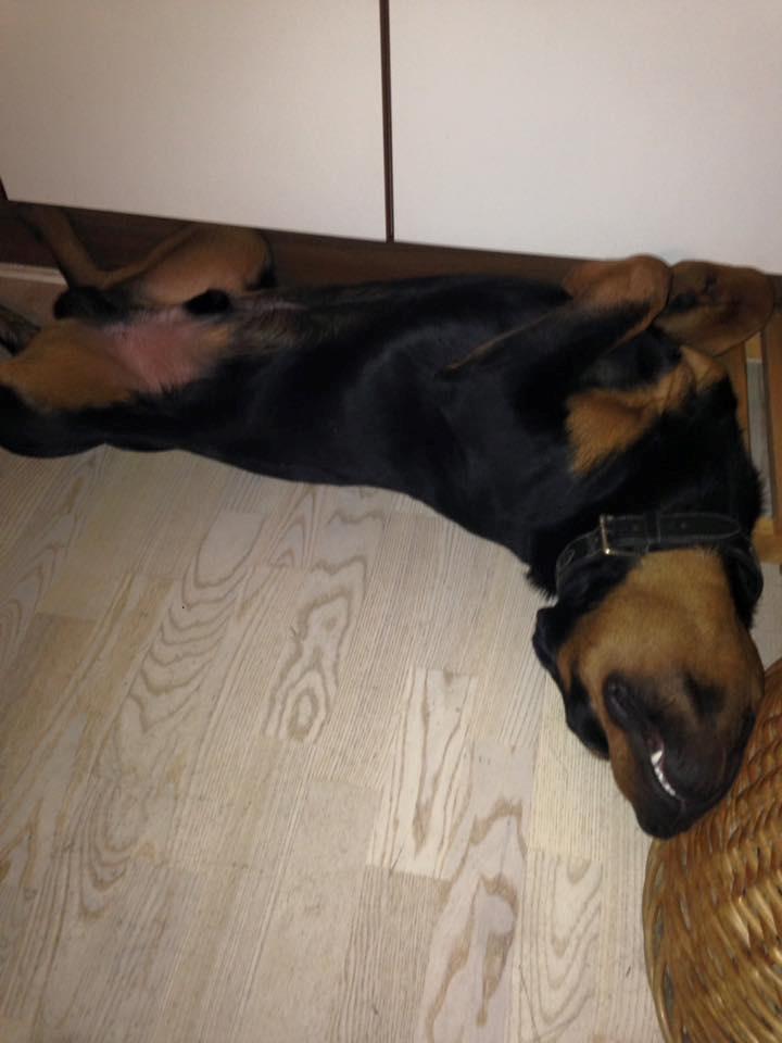 Rottweiler aslan  billede 5