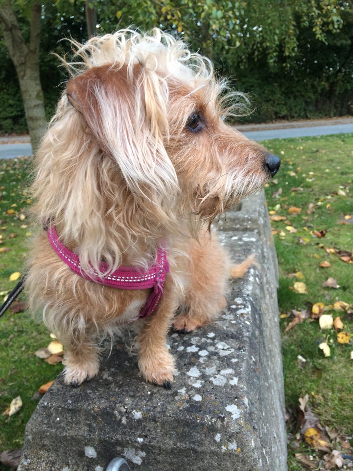 Blanding af racer Mathilde billede 1