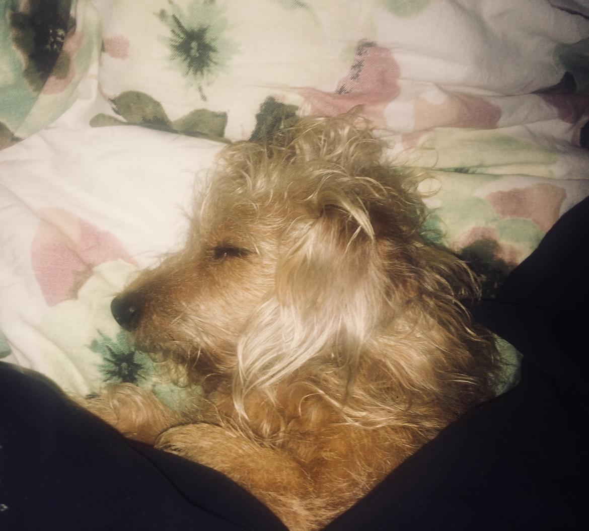 Blanding af racer Mathilde billede 2