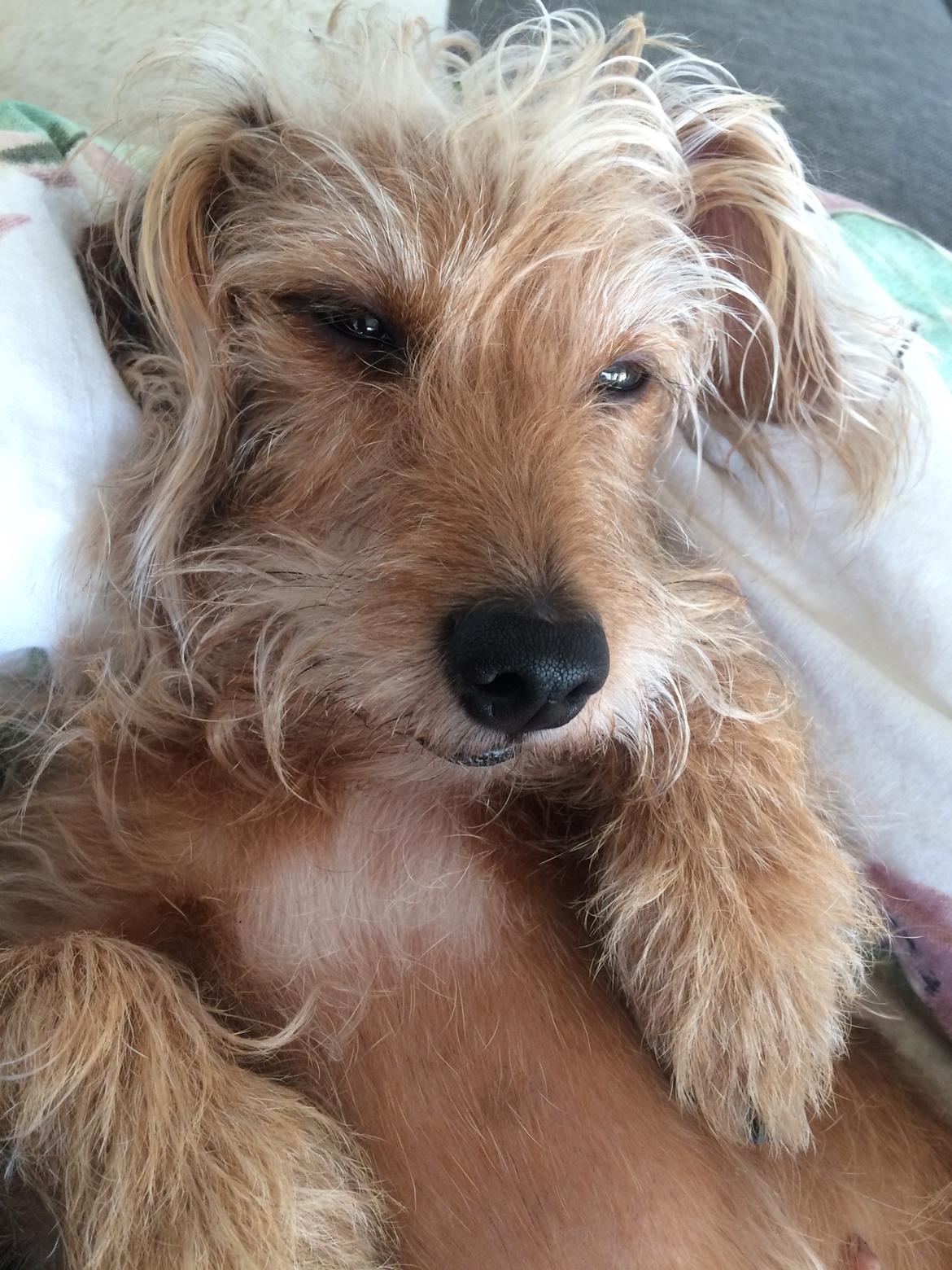 Blanding af racer Mathilde billede 3