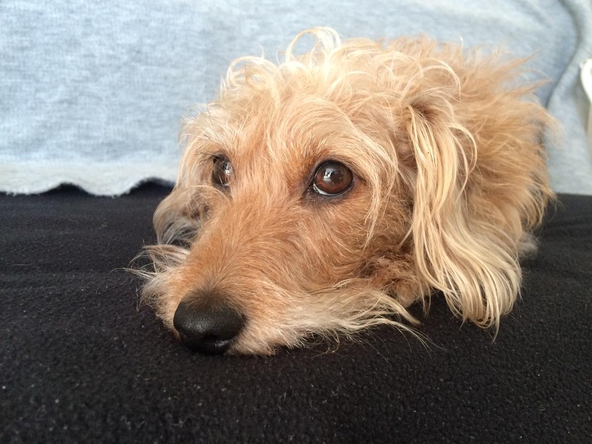 Blanding af racer Mathilde billede 4