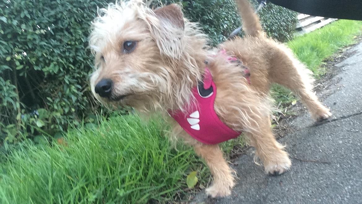 Blanding af racer Mathilde billede 5