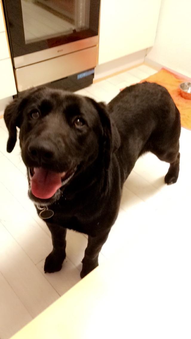 Blanding af racer Lady billede 1