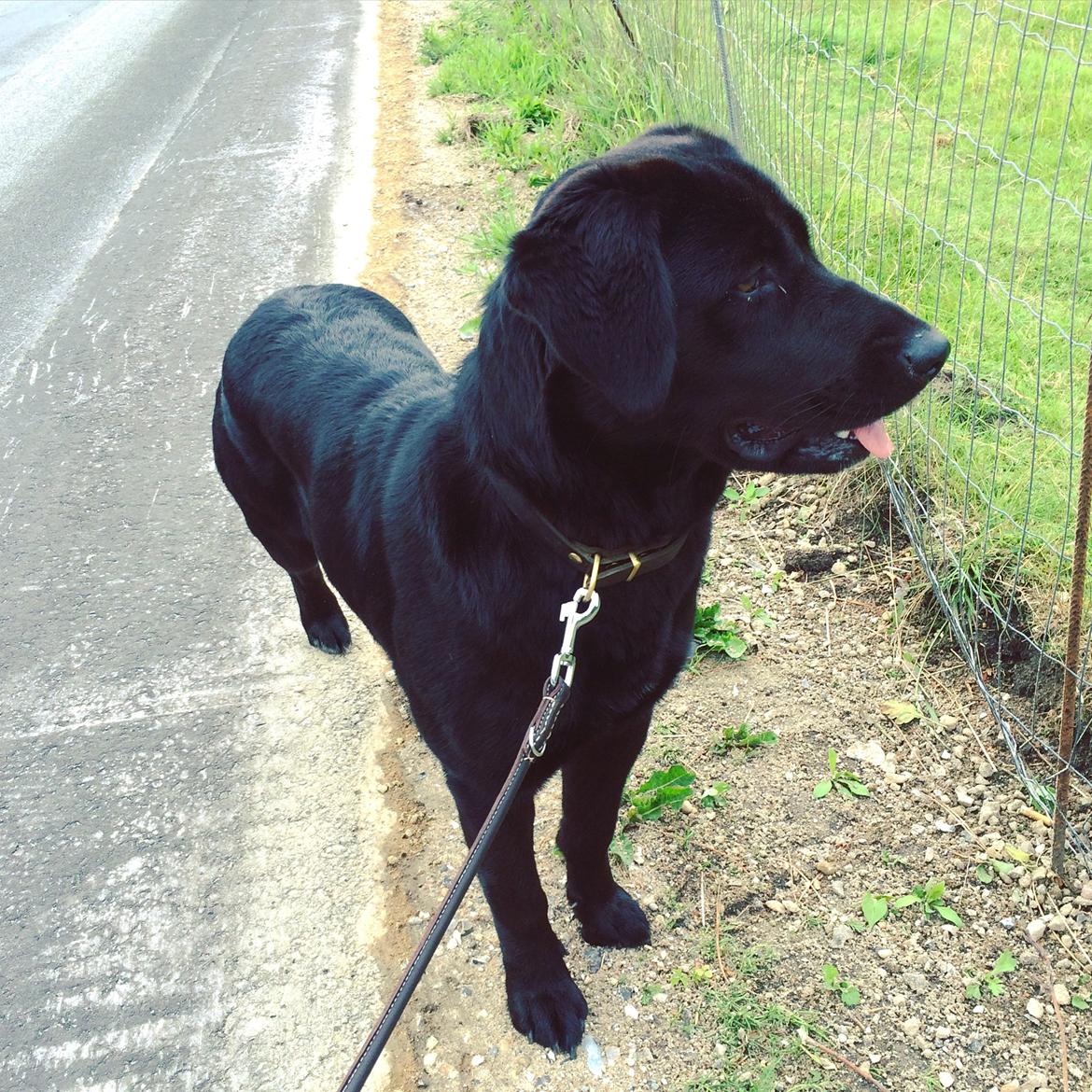 Blanding af racer Lady billede 3