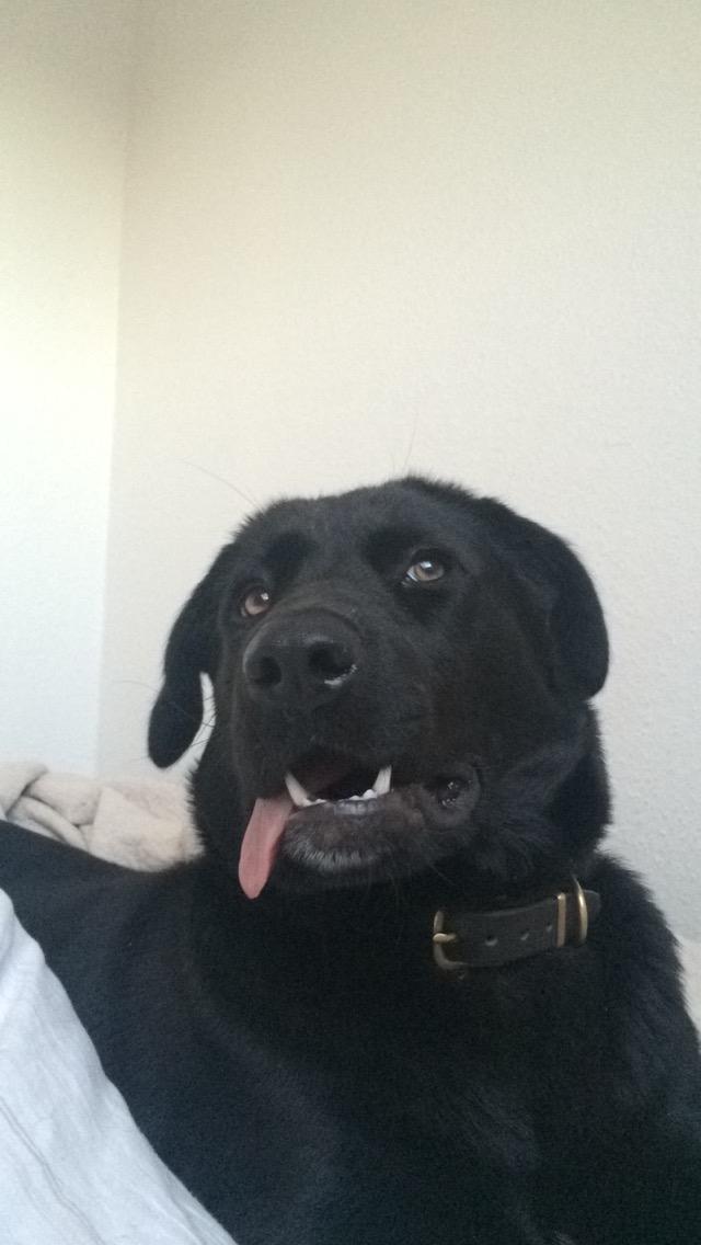 Blanding af racer Lady billede 4