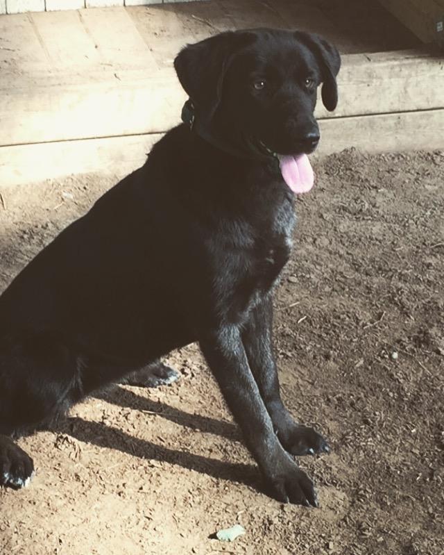 Blanding af racer Lady billede 5