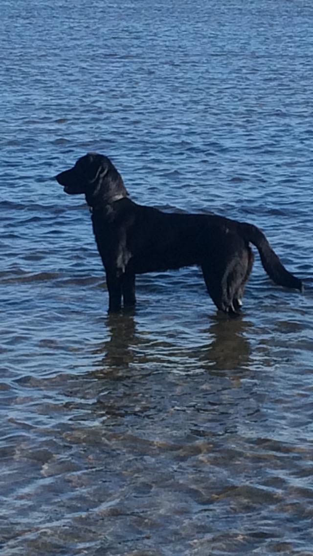 Blanding af racer Lady billede 6