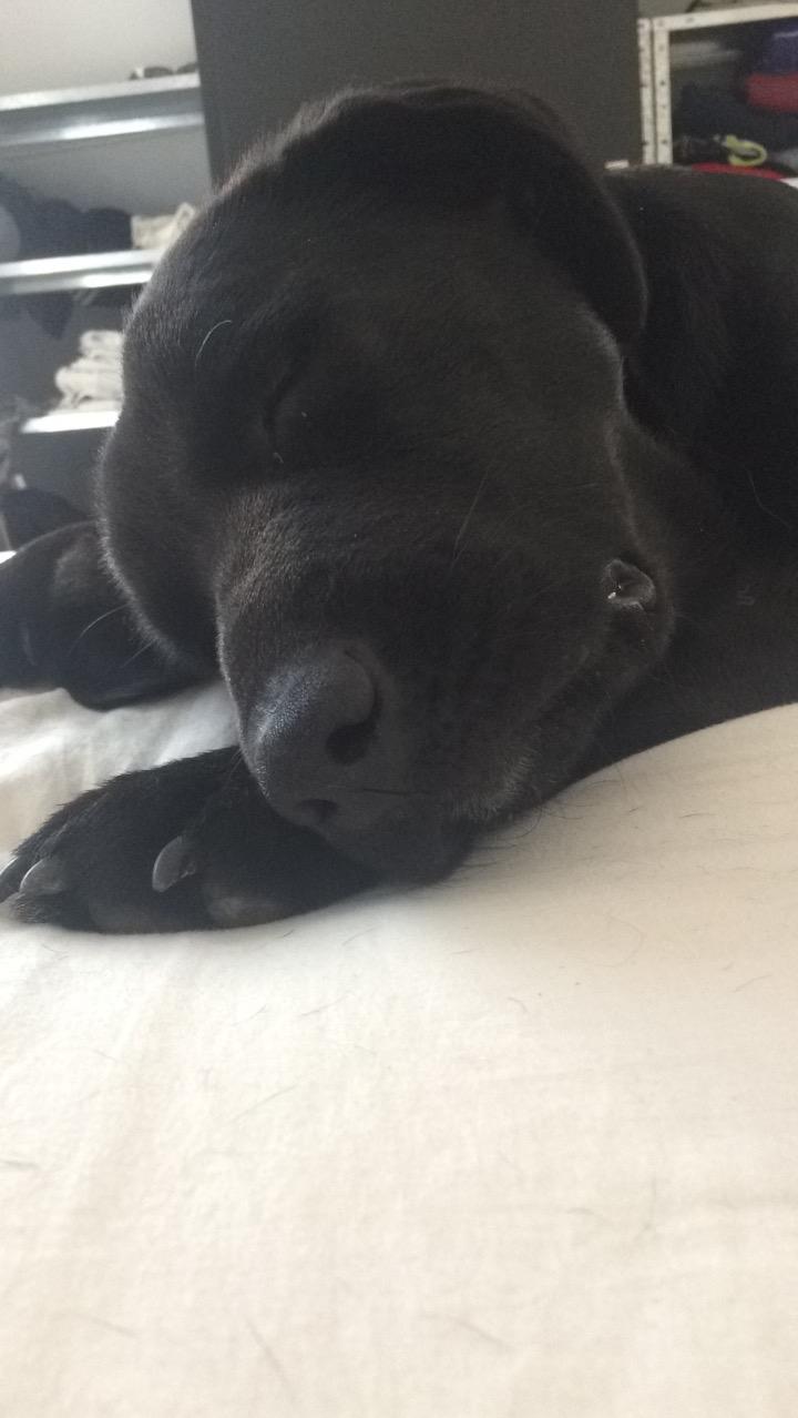 Blanding af racer Lady billede 7