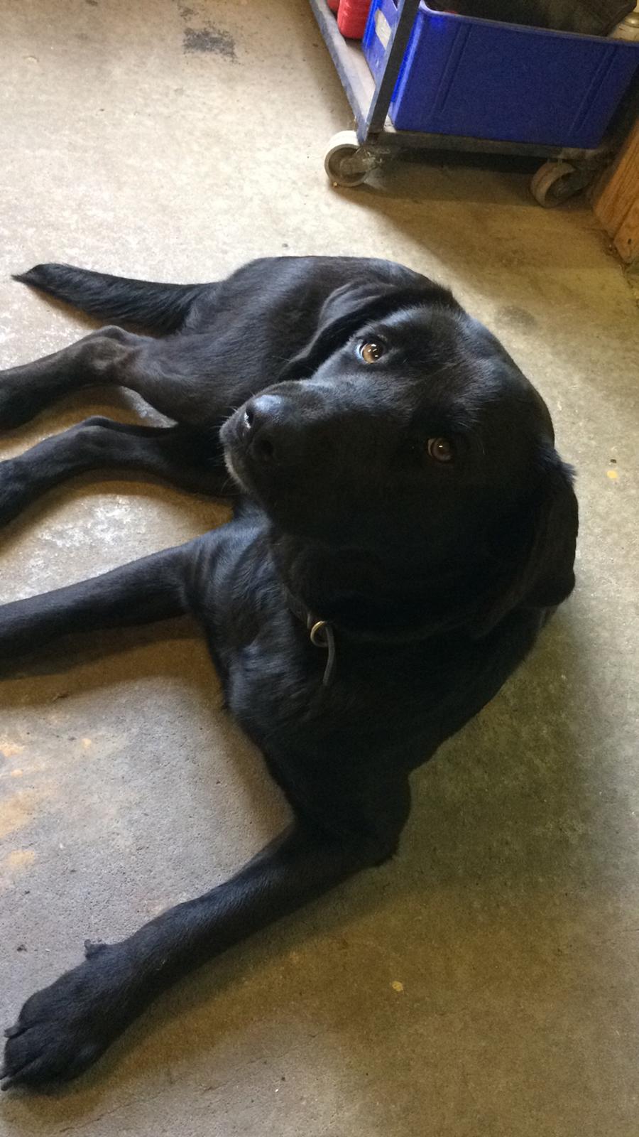 Blanding af racer Lady billede 8