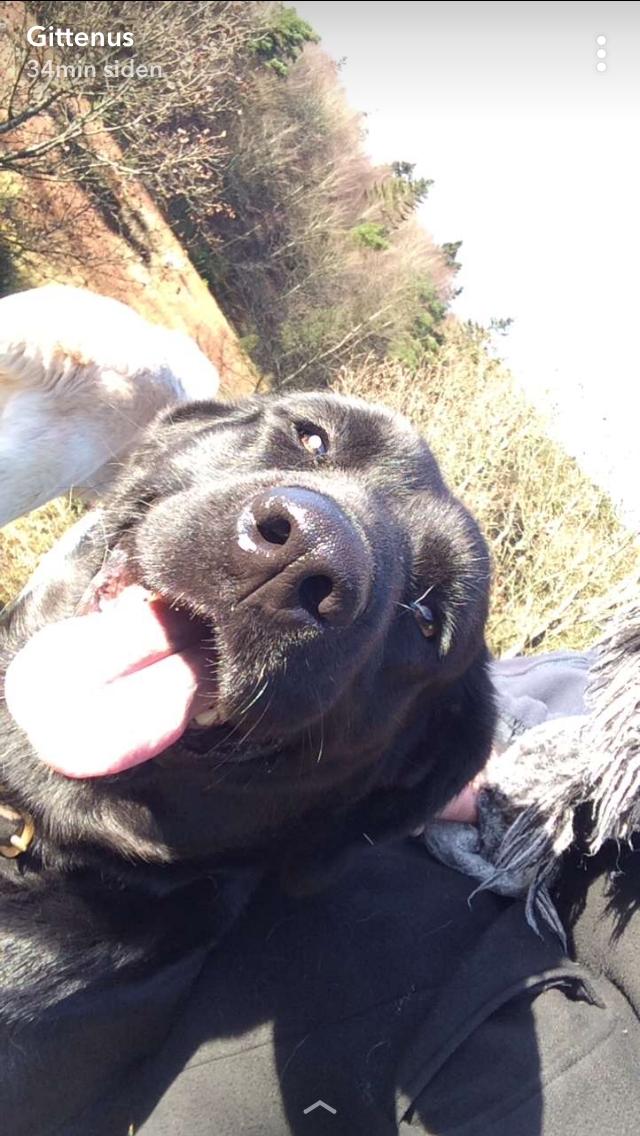 Blanding af racer Lady billede 9