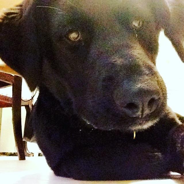 Blanding af racer Lady billede 2