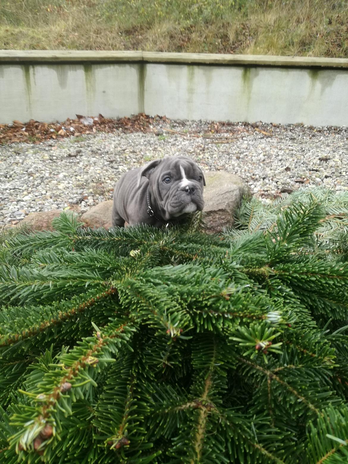Olde english bulldogge Bentley billede 4