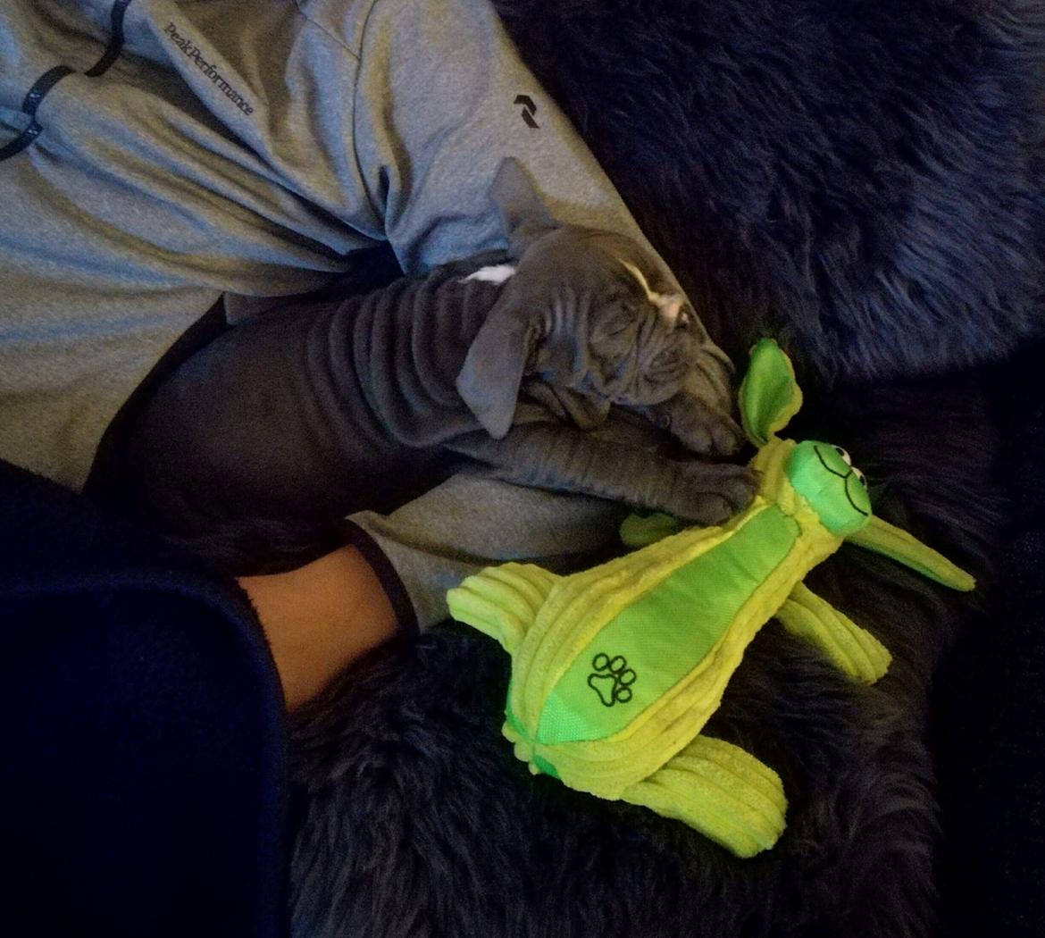 Olde english bulldogge Bentley billede 5