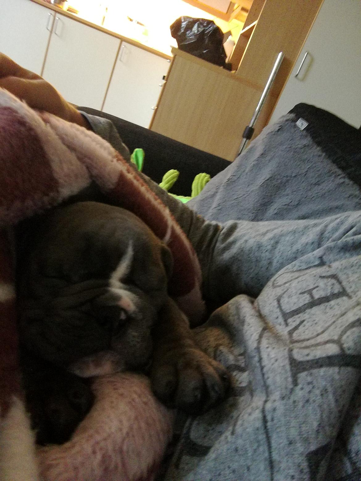 Olde english bulldogge Bentley billede 6