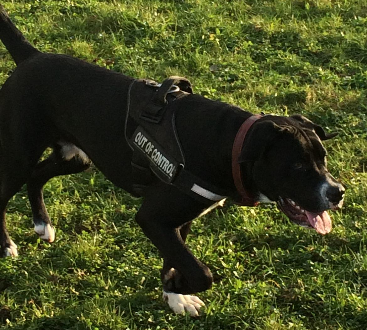 Blanding af racer Sigurd billede 13